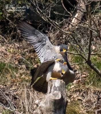 Falco pellegrino (Falco peregrinus)