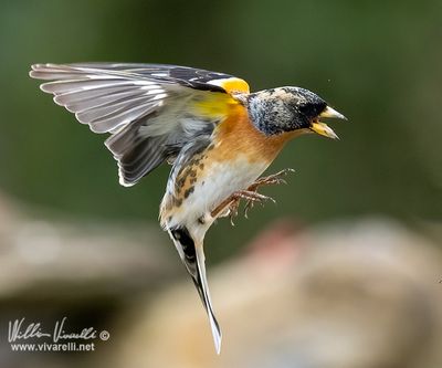 Peppola (Fringilla montifringilla)