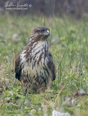 Poiana (Buteo buteo)