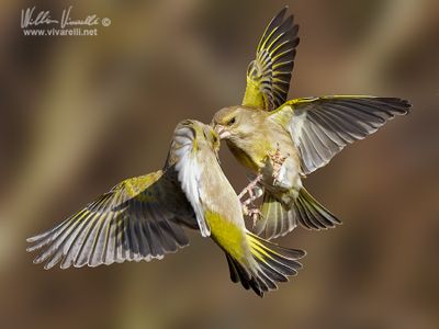 Verdone (Chloris chloris)