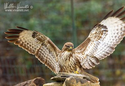 Poiana (Buteo buteo)