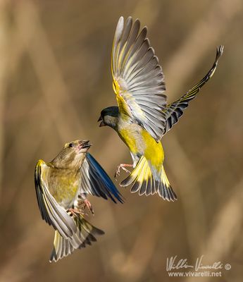 Verdone (Chloris chloris)