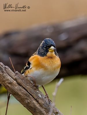 Peppola (Fringilla montifringilla)