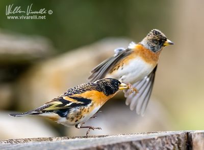 Peppola (Fringilla montifringilla)