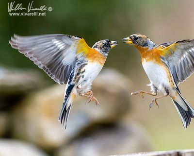 Peppola (Fringilla montifringilla)