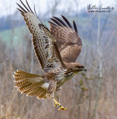 Poiana (Buteo buteo)
