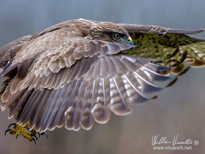 Poiana (Buteo buteo)
