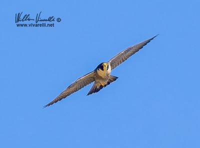 Falco pellegrino (Falco peregrinus)
