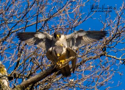 Falco pellegrino (Falco peregrinus)