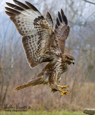 Poiana (Buteo buteo)