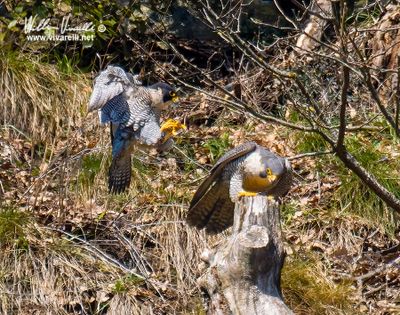 Falco pellegrino (Falco peregrinus)