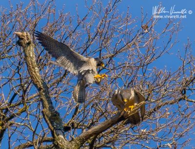 Falco pellegrino (Falco peregrinus)