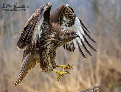 Poiana (Buteo buteo)