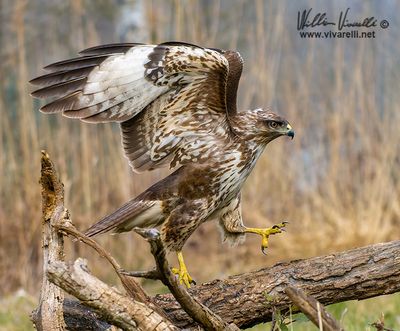 Poiana (Buteo buteo)