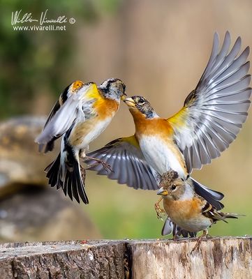 Peppola (Fringilla montifringilla)