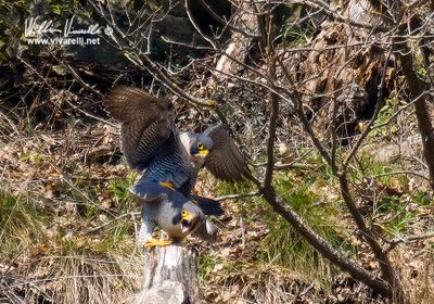 Falco pellegrino (Falco peregrinus)