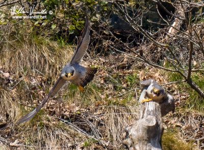 Falco pellegrino (Falco peregrinus)