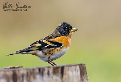 Peppola (Fringilla montifringilla)
