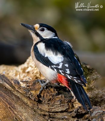 Picchio rosso maggiore (Dendrocopos major)