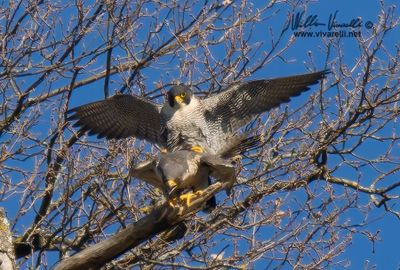 Falco pellegrino (Falco peregrinus)