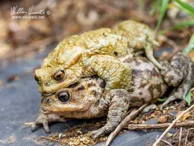 Rospo comune ( Bufo bufo)