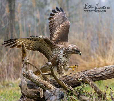 Poiana (Buteo buteo)