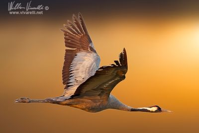 Geru (Grus grus)