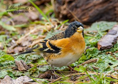 Peppola (Fringilla montifringilla)