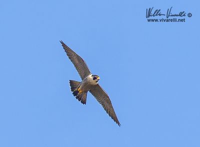 Falco pellegrino (Falco peregrinus)