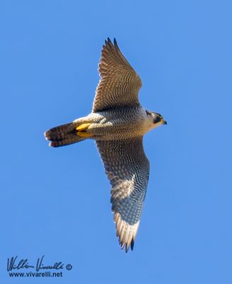 Falco pellegrino (Falco peregrinus)