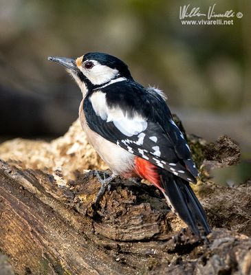 Picchio rosso maggiore (Dendrocopos major)