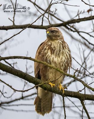 Poiana (Buteo buteo)