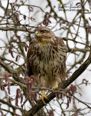 Poiana (Buteo buteo)