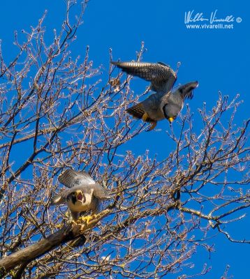 Falco pellegrino (Falco peregrinus)