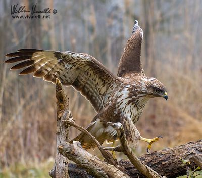 Poiana (Buteo buteo)