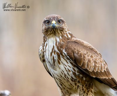 Poiana (Buteo buteo)