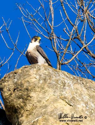 Falco pellegrino (Falco peregrinus)