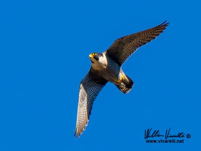 Falco pellegrino (Falco peregrinus)