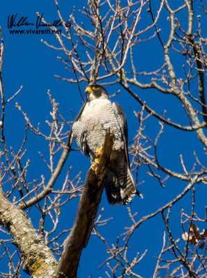 Falco pellegrino (Falco peregrinus)