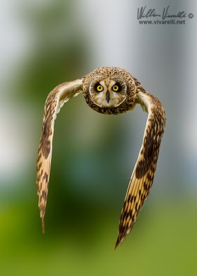 Gufo di palude (Asio flammeus) 