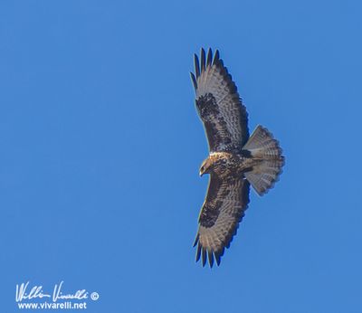 Poiana (Buteo buteo)