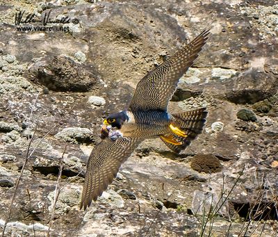 Falco pellegrino (Falco peregrinus)