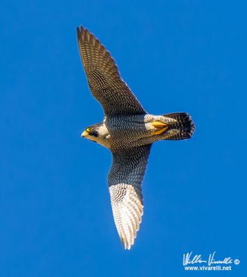 Falco pellegrino (Falco peregrinus)