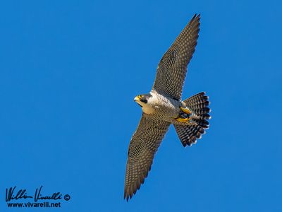 Falco pellegrino (Falco peregrinus)