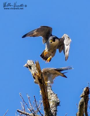 Falco pellegrino (Falco peregrinus)