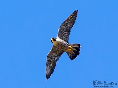 Falco pellegrino (Falco peregrinus)