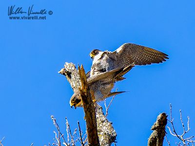 Falco pellegrino (Falco peregrinus)