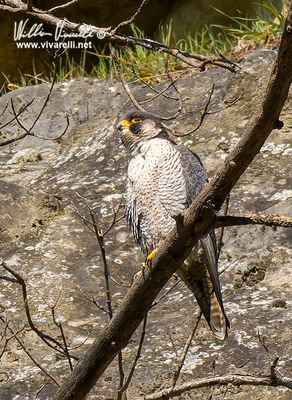 Falco pellegrino (Falco peregrinus)