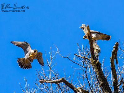 Falco pellegrino (Falco peregrinus)