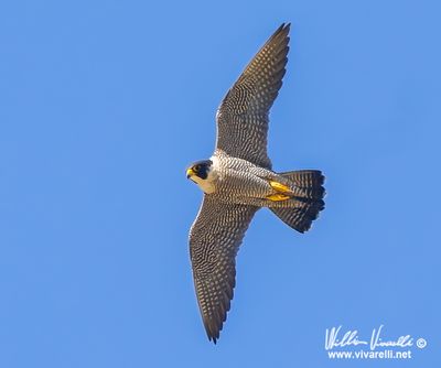 Falco pellegrino (Falco peregrinus)